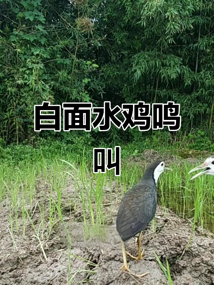 白面水鸡稻田对唱,叫声动听如歌