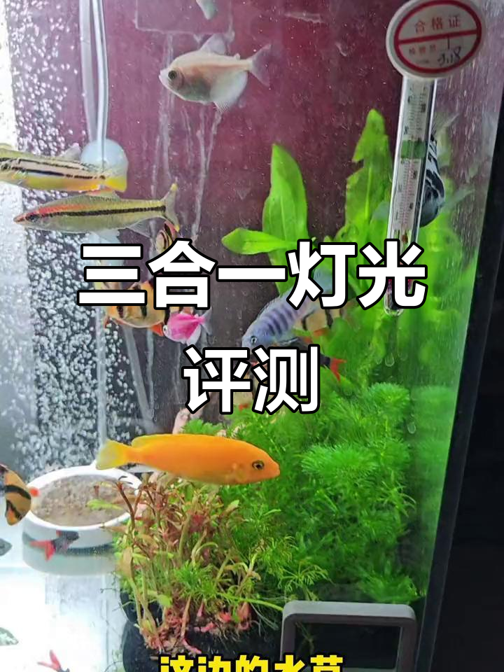 沃韦朗三合一灯珠,鱼缸照明效果如何?真实体验分享!
