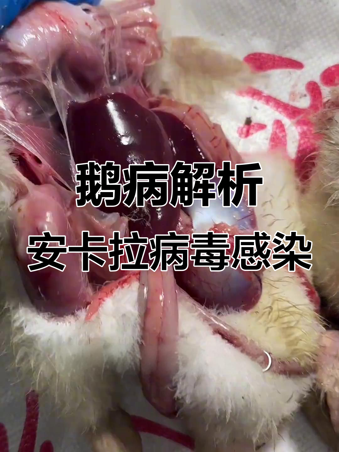 二十天鹅腿瘸，解剖发现心包积液与肝血出血