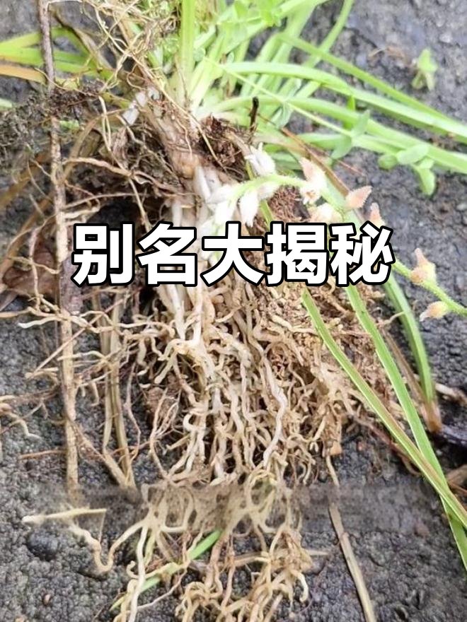 肺筋草别名多,金线、粉条儿菜等,你听过几个?
