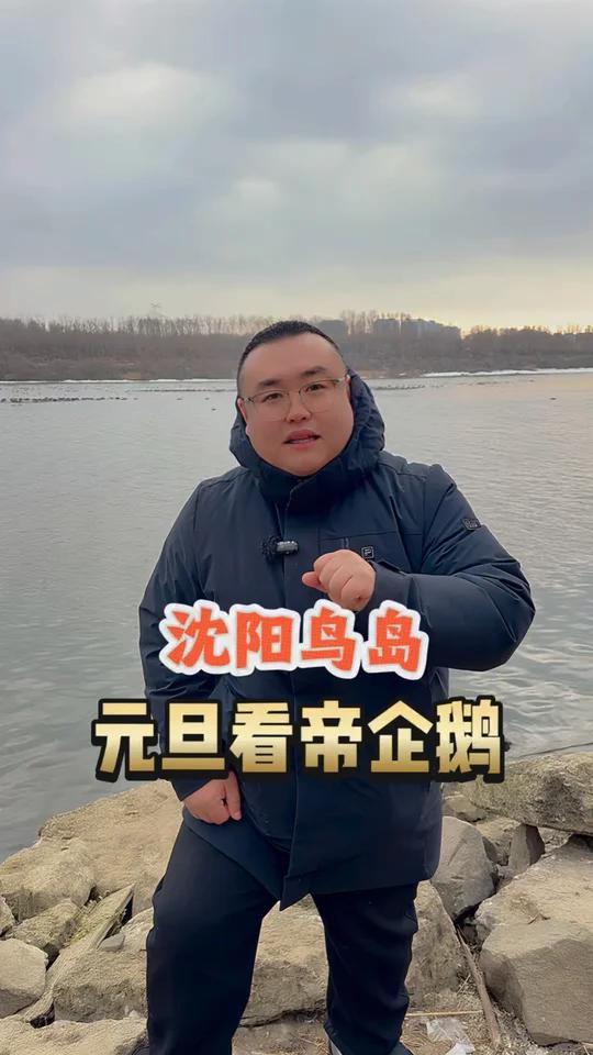 来鸟岛看企鹅,真的太好看了!