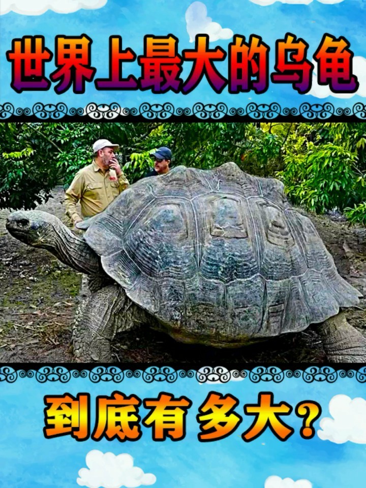 世界上最大的乌龟