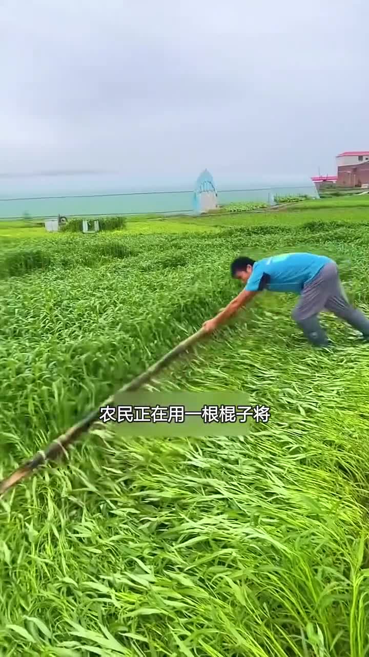 菜农为何推倒蔬菜！