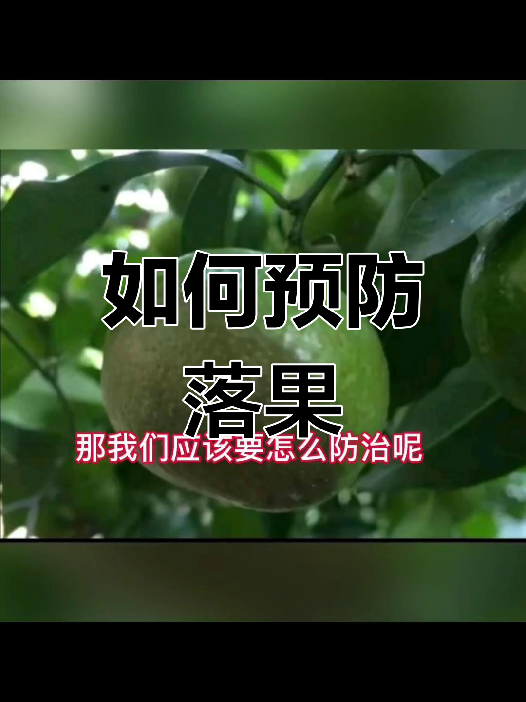 柑橘疫霉褐腐病防治要点