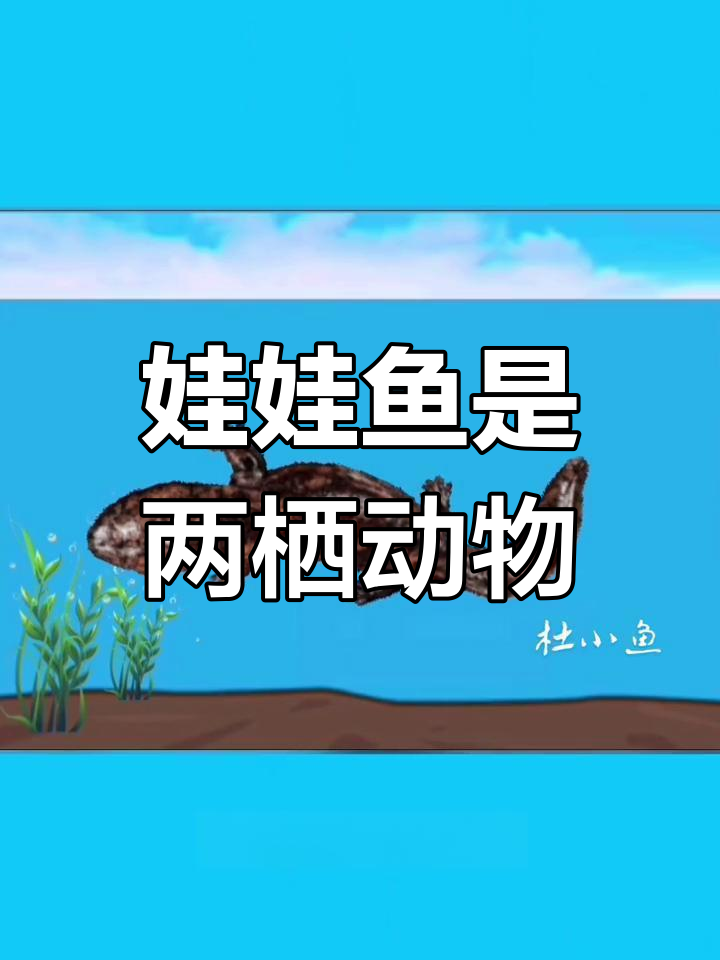 娃娃鱼到底是不是鱼?揭秘两栖动物的真相