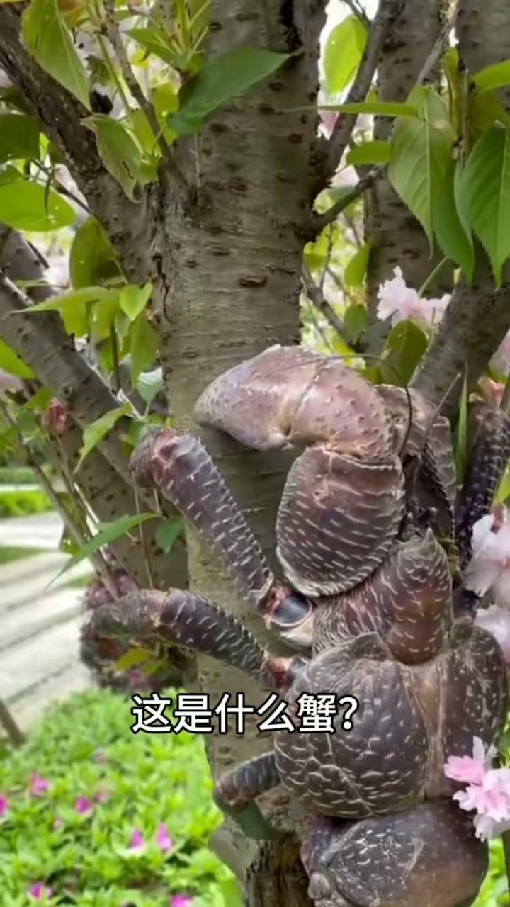 分享科普14种不同的螃蟹，你都见过几种？