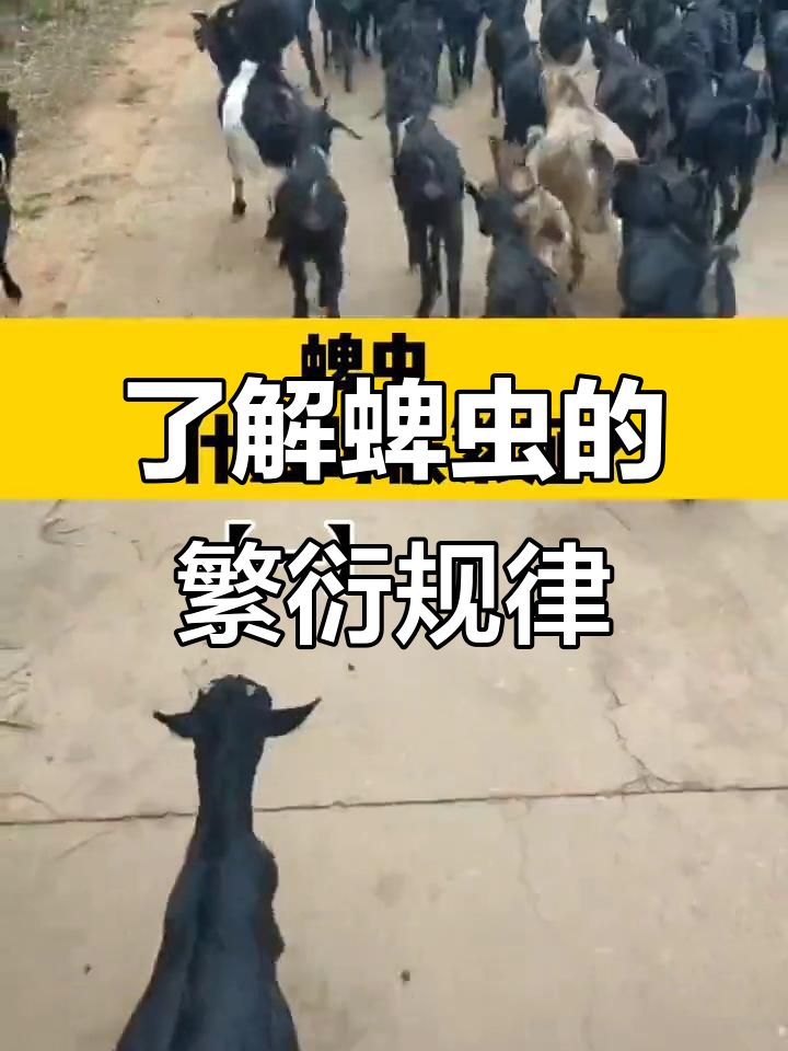 蜱虫繁殖全过程揭秘,如何提前灭蜱防患于未然