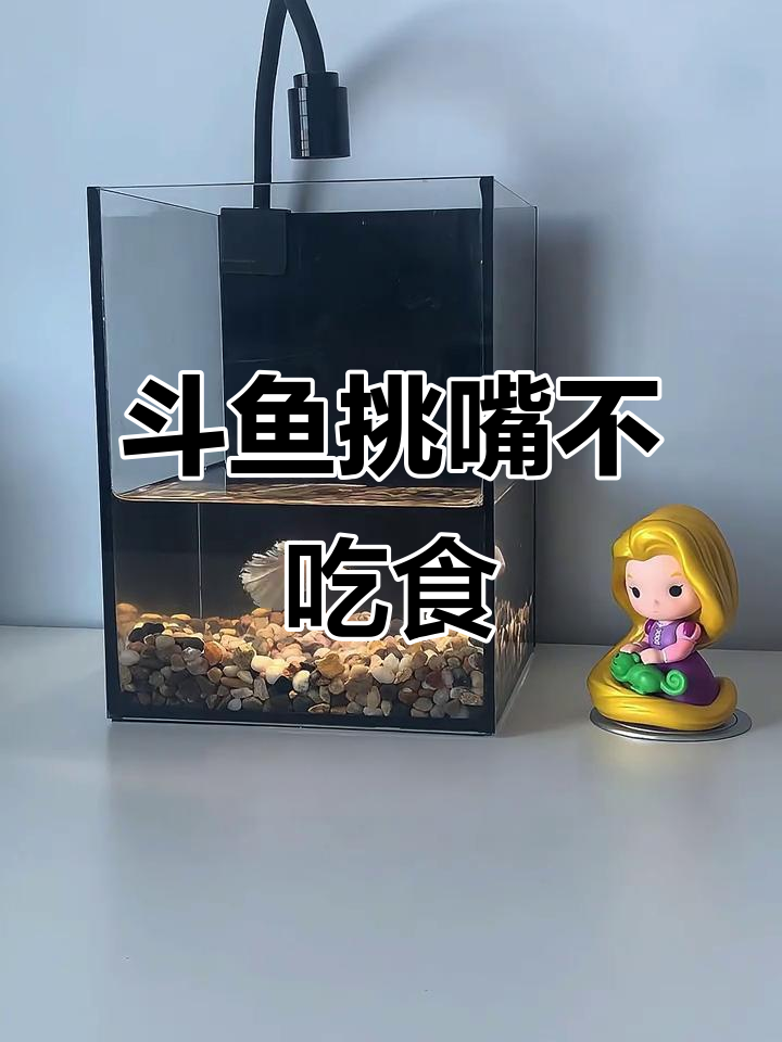 新斗鱼挑食,尾巴恢复迅速,小黑屋静养后终于开吃