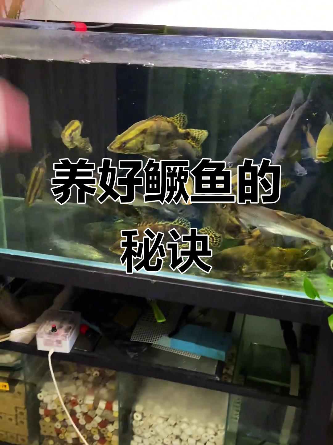 鳜鱼养殖经验分享:从缸体选择到过滤系统全解析