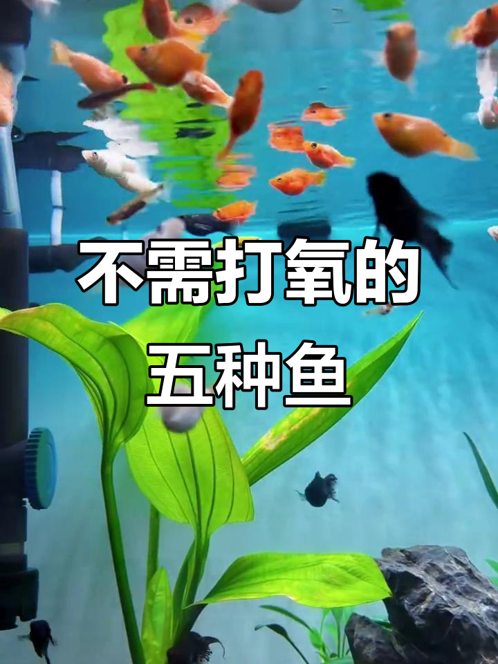 5种无需打氧的观赏鱼,轻松养!