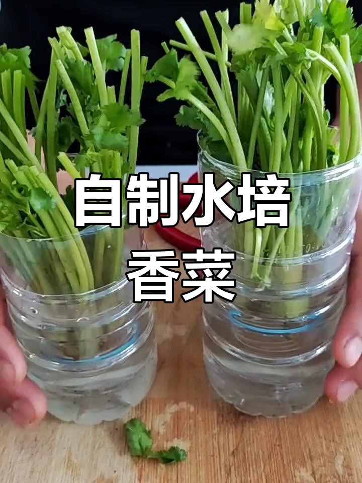 香菜根水培法,轻松搞定一冬天新鲜香料