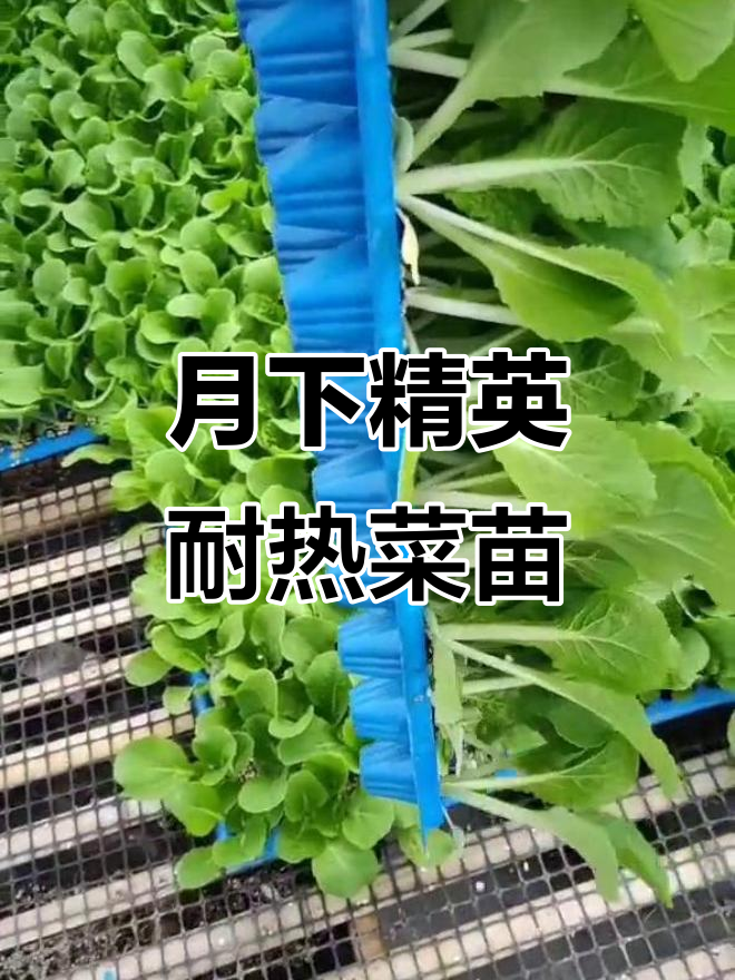 山东寿光蔬菜育苗基地,月下精英白菜苗与西兰花等新品大批量培育