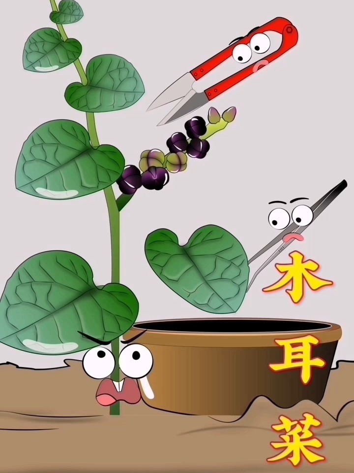 木耳菜叶含有大量钙铁元素,它的果实也是可