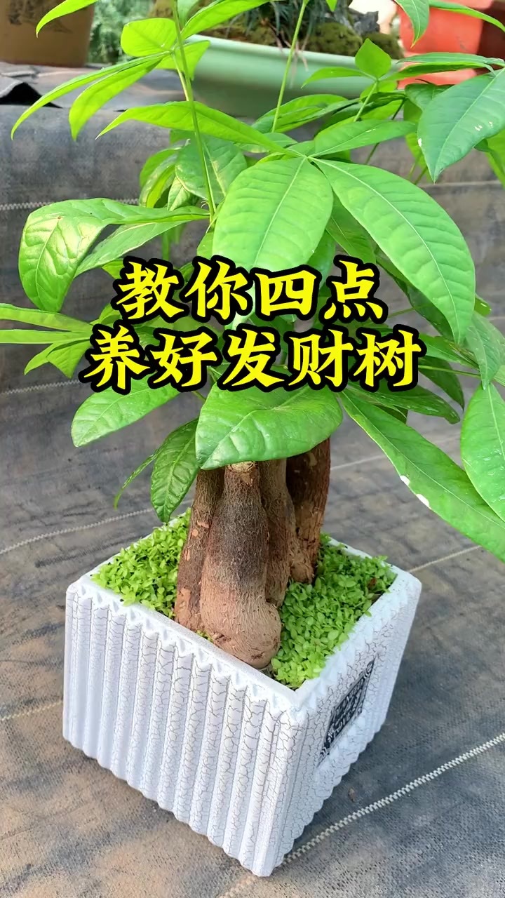 做好这4点,养好发财树 叶子黄了怎么办