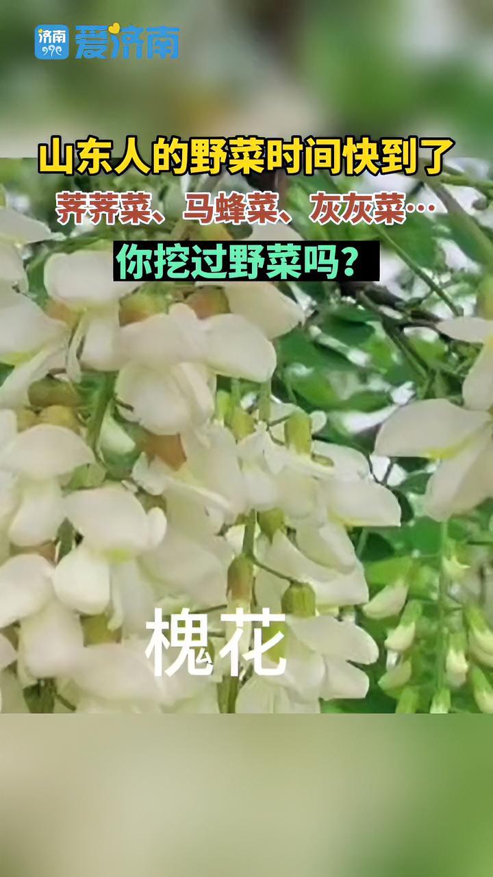 山东人的也才时间快到了!你挖过野菜吗?山东 野菜 野菜美食 美食 捕捉春天的气息