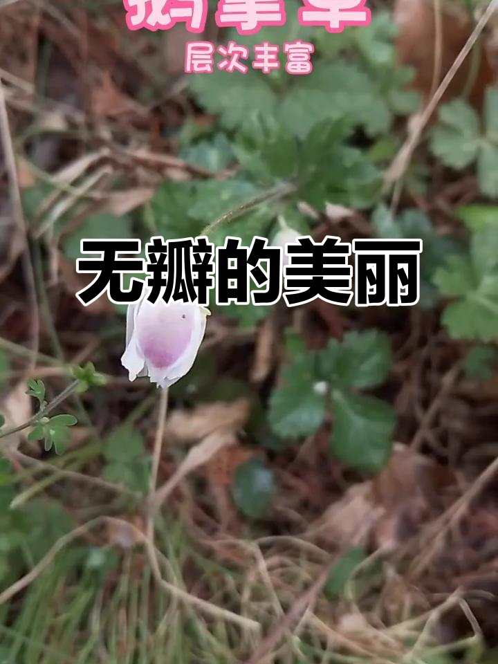 鹅掌草,银莲花属草本植物,独特无花瓣