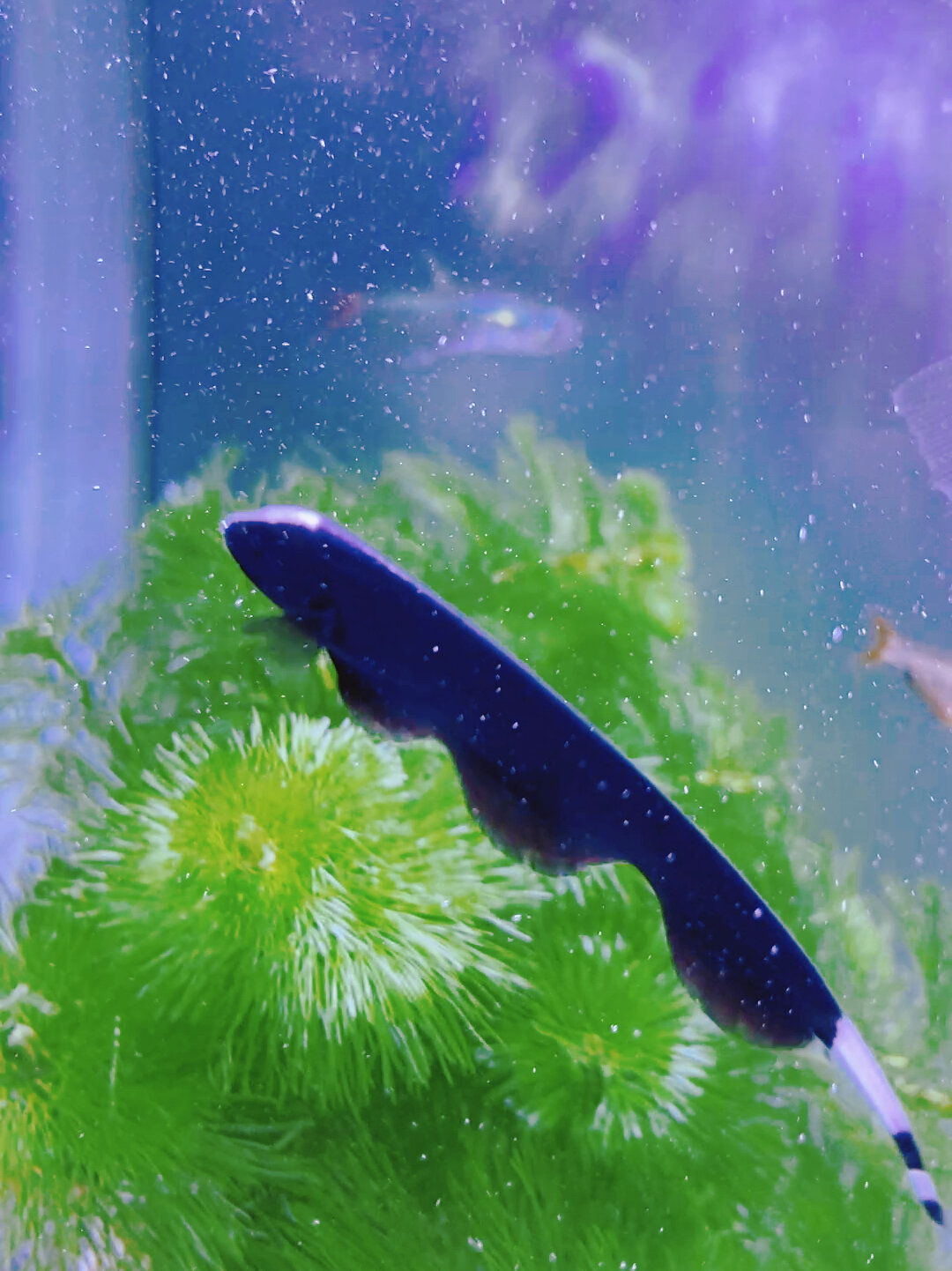 羽毛鱼 它真的是一条鱼