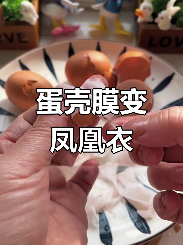 用鸡蛋壳膜做“凤凰衣”?挑战成功还是失败?