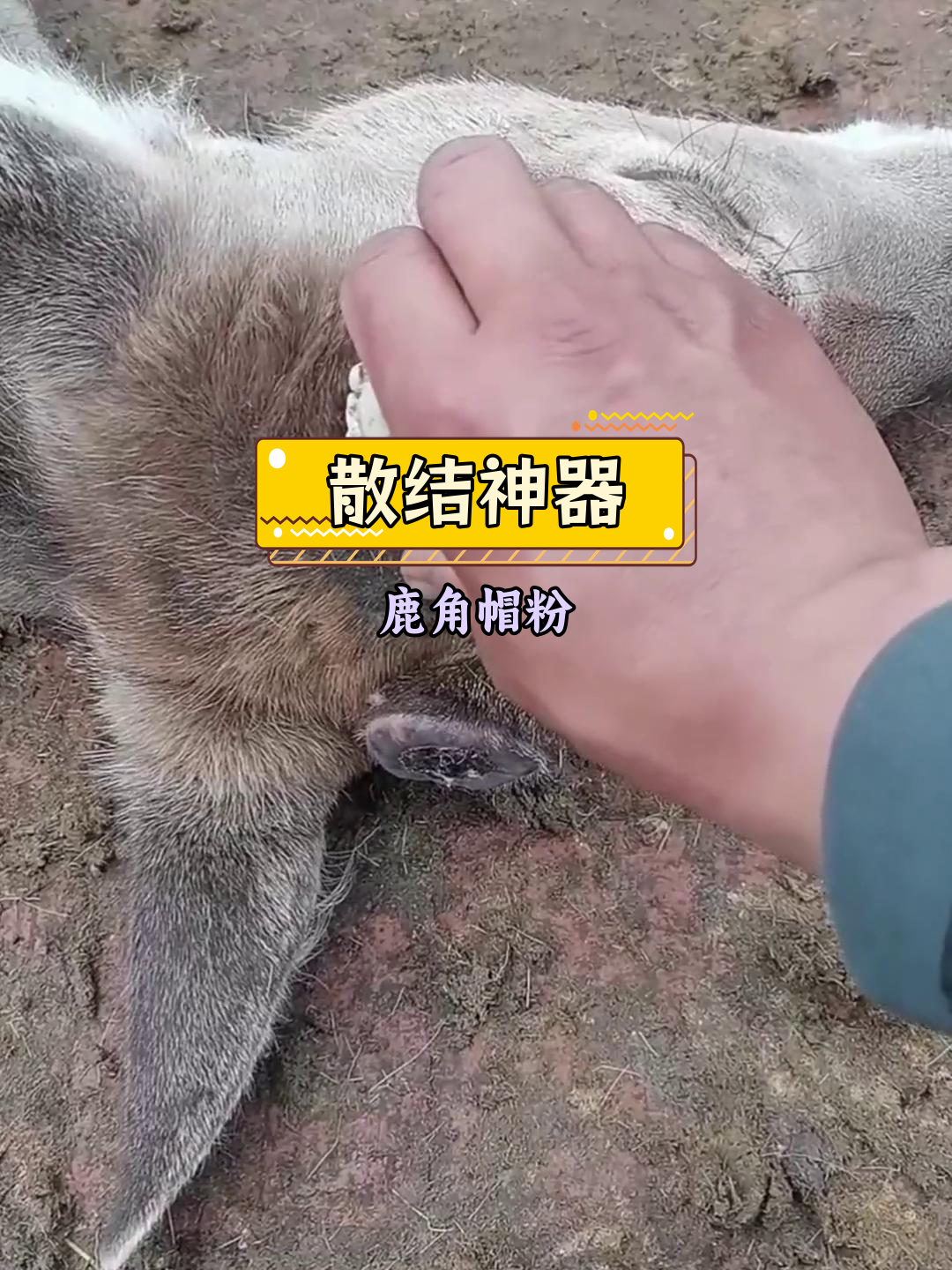 鹿角帽粉的神奇功效