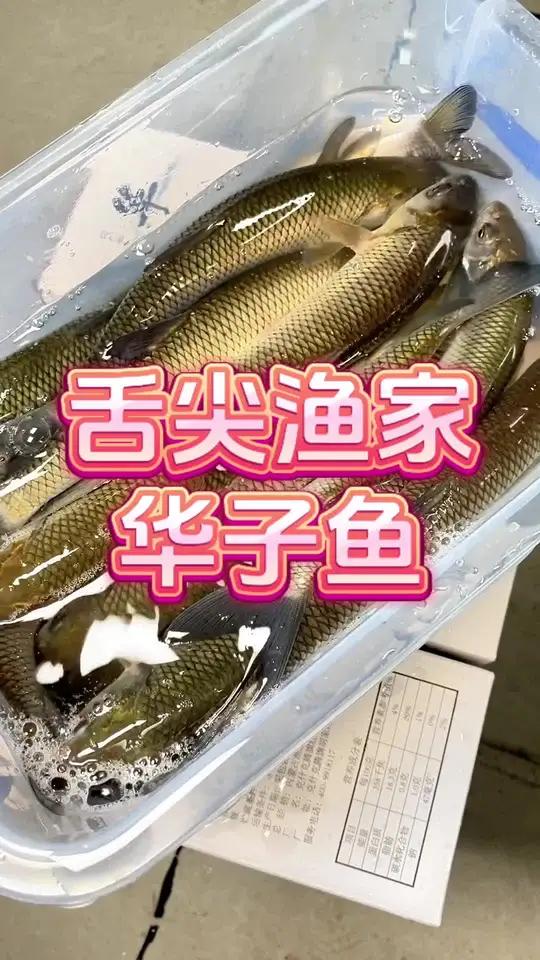 舌尖渔家华子鱼