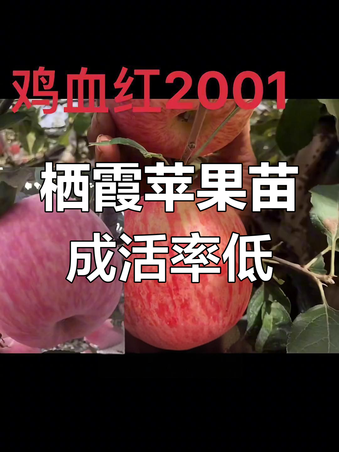 山东栖霞苹果苗木基地:成活率低,病板枯死严重