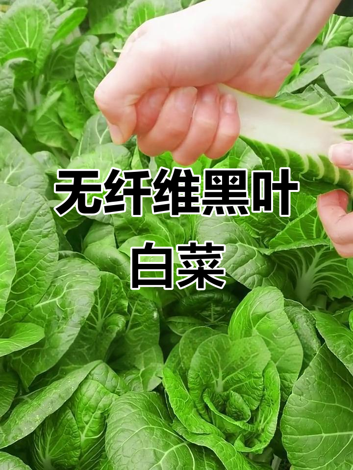 黑叶小白菜,无渣口感超好,清炒凉拌都美味