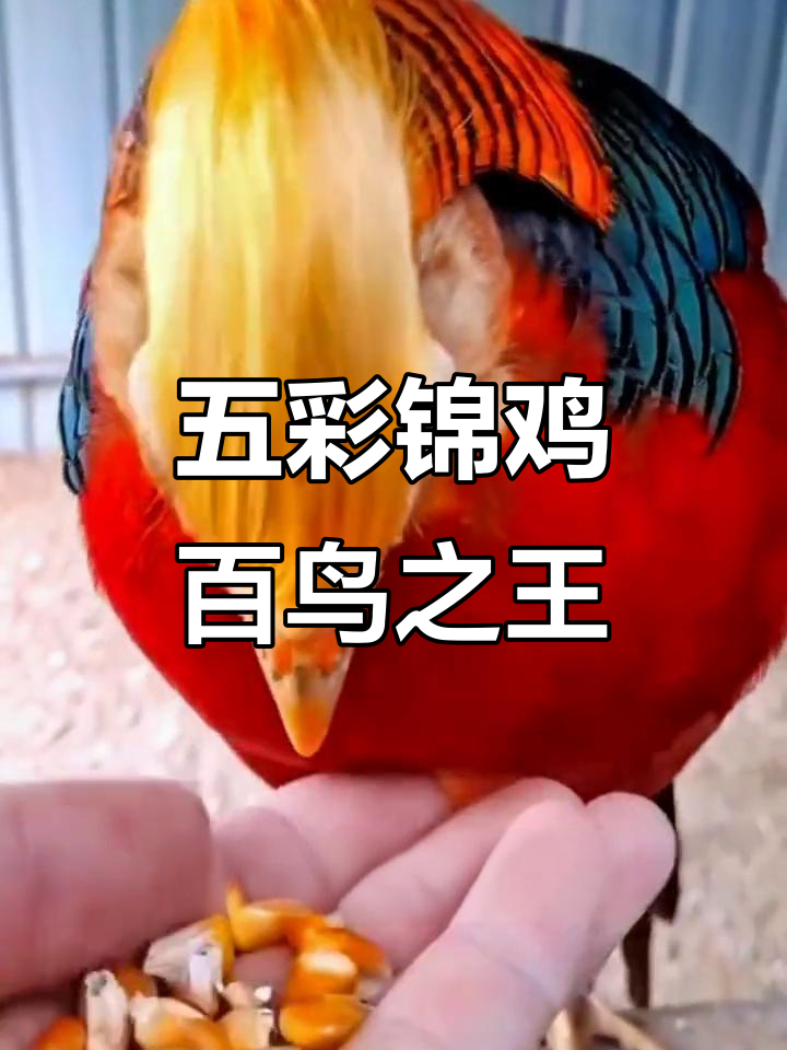 鸿福锦鸡:五彩霞衣、金丝王冠,鸟中王者风范