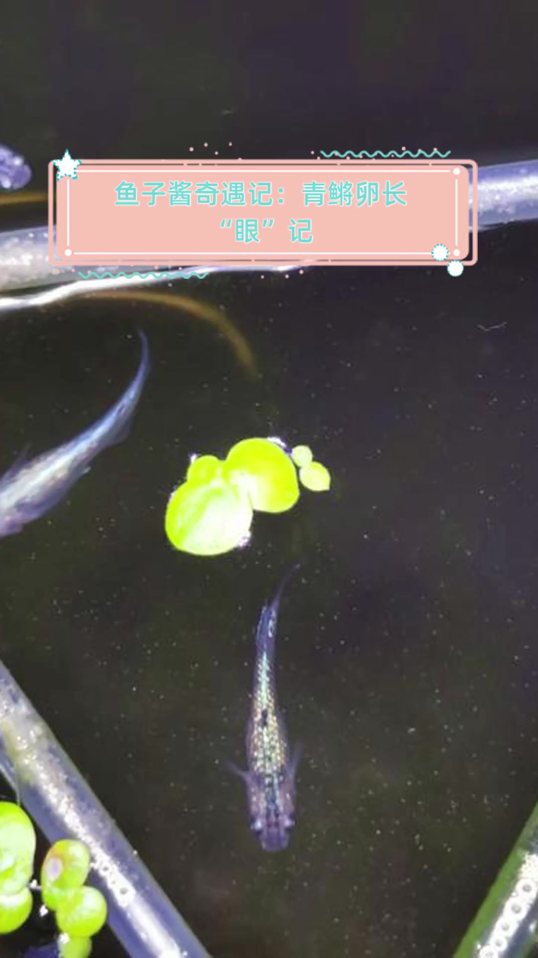 鱼子酱奇遇记:青鳉卵长“眼”记