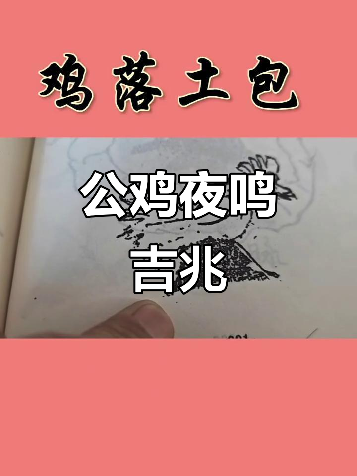 夜间公鸡啼叫,预示着什么?传统智慧揭秘