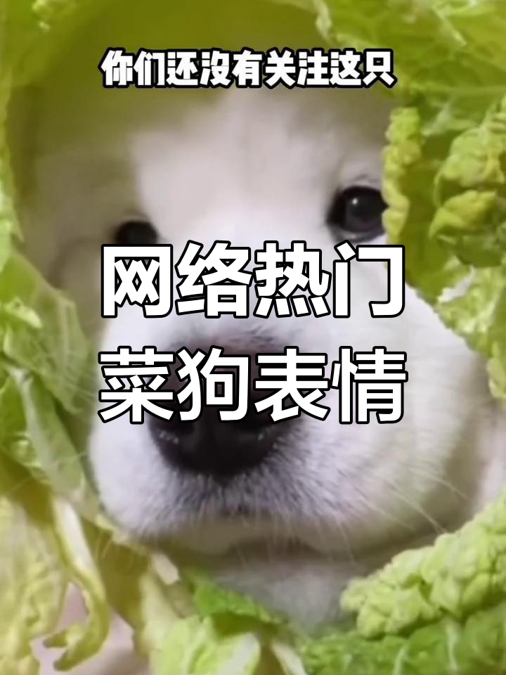 萨摩耶表情包大揭秘,网友热议