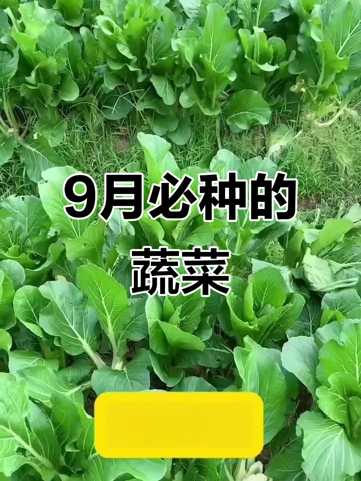 9月种哪些蔬菜？这些品种出苗快，营养丰富