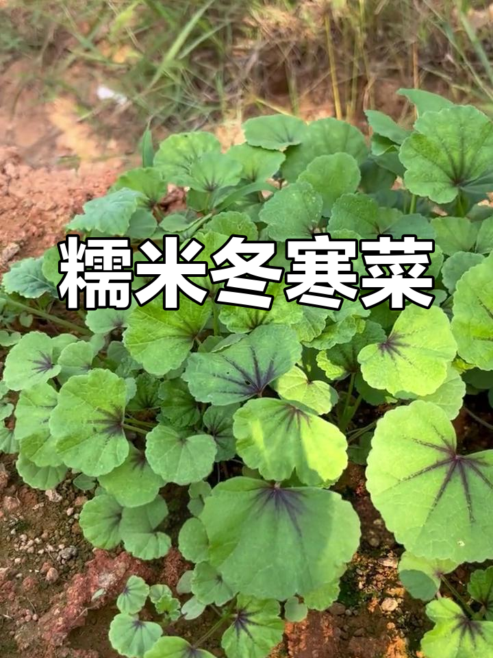 冬季火锅必备!糯米冬寒菜,秋季种植最佳时机
