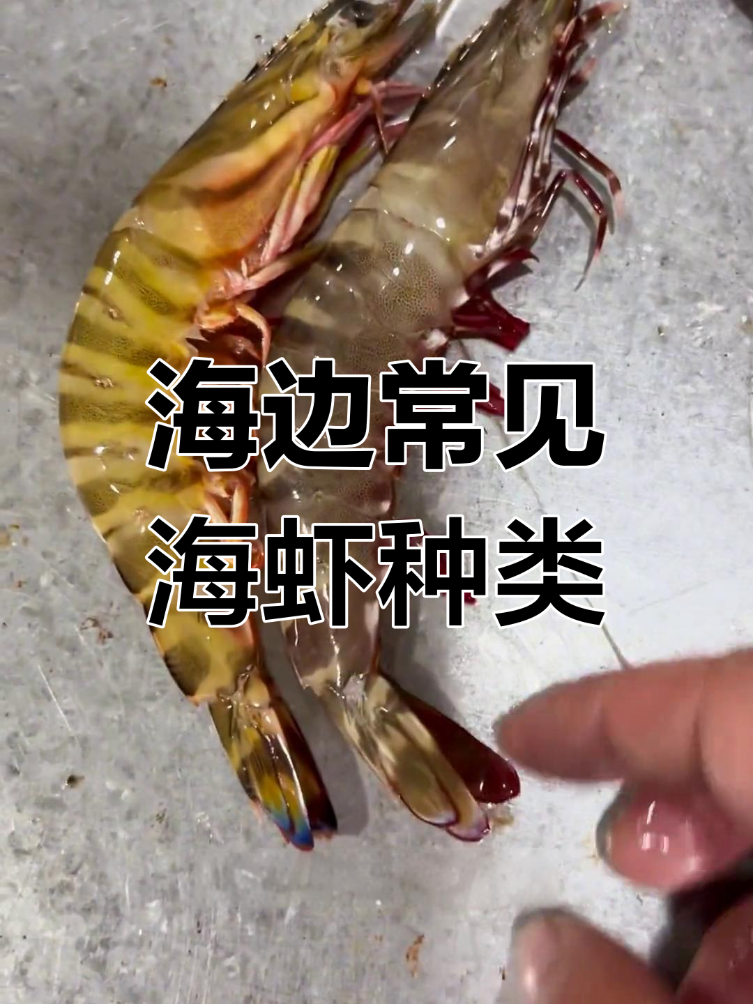 了解海边虾类品种,斑茄、大黑棘等都有哪些特点