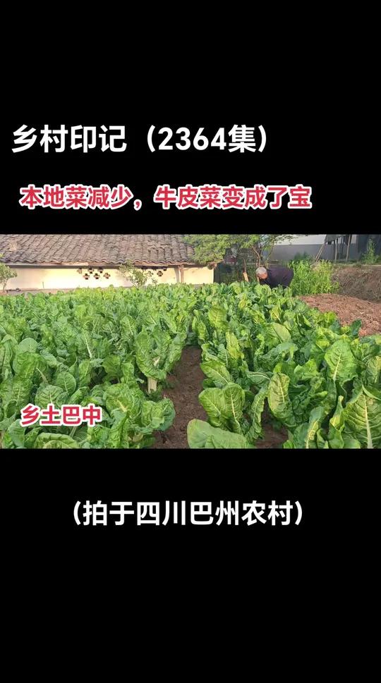 牛皮菜成为家庭美食