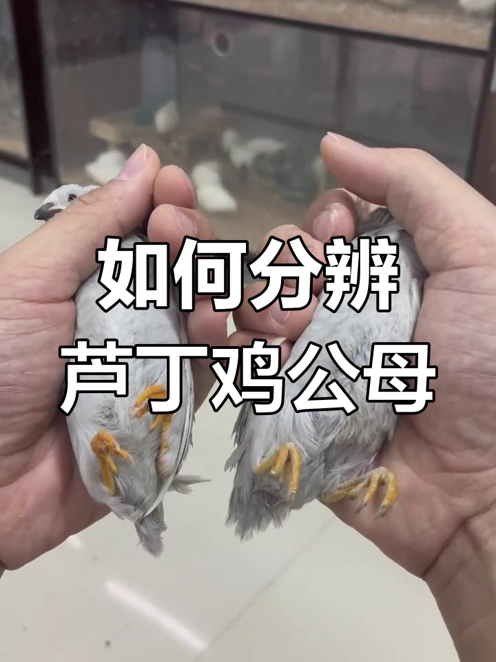 芦丁鸡公母分辨技巧,瓦灰品种如何区分?