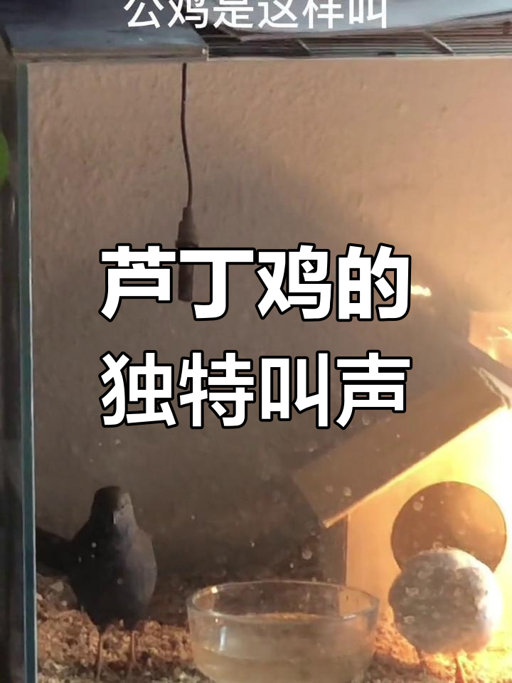 公鸡母鸡同时打鸣,芦丁鸡的奇妙叫声