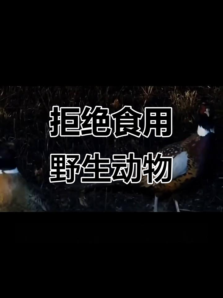 野鸡为何成保护动物?了解背后的安全隐患