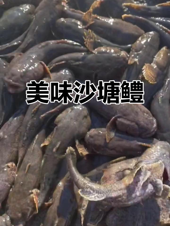 沙塘鳢:鲜美呆子鱼,冬季更珍贵