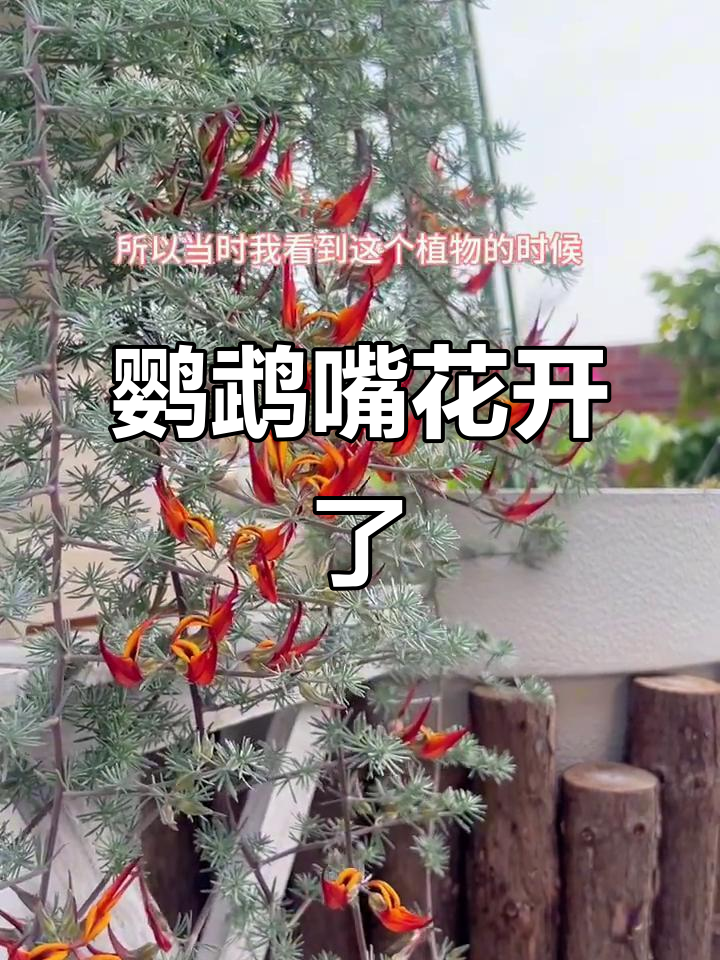 鹦鹉嘴百脉根开花,花朵像用嘴一样可爱
