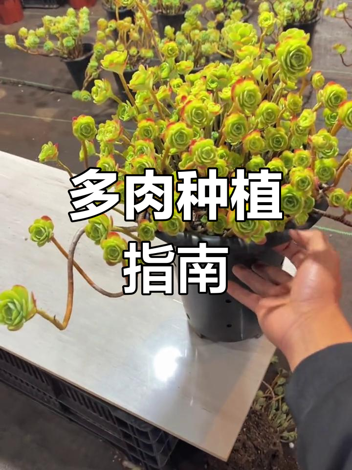 薄化妆圆叶多肉养护技巧