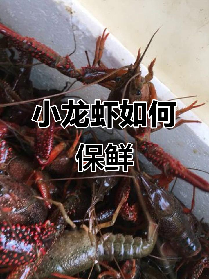 如何保存鲜活小龙虾过夜?水盆技巧大公开
