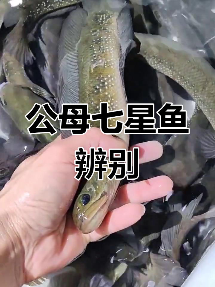 七星鱼与山斑鱼的公母区别,原生鱼类揭秘