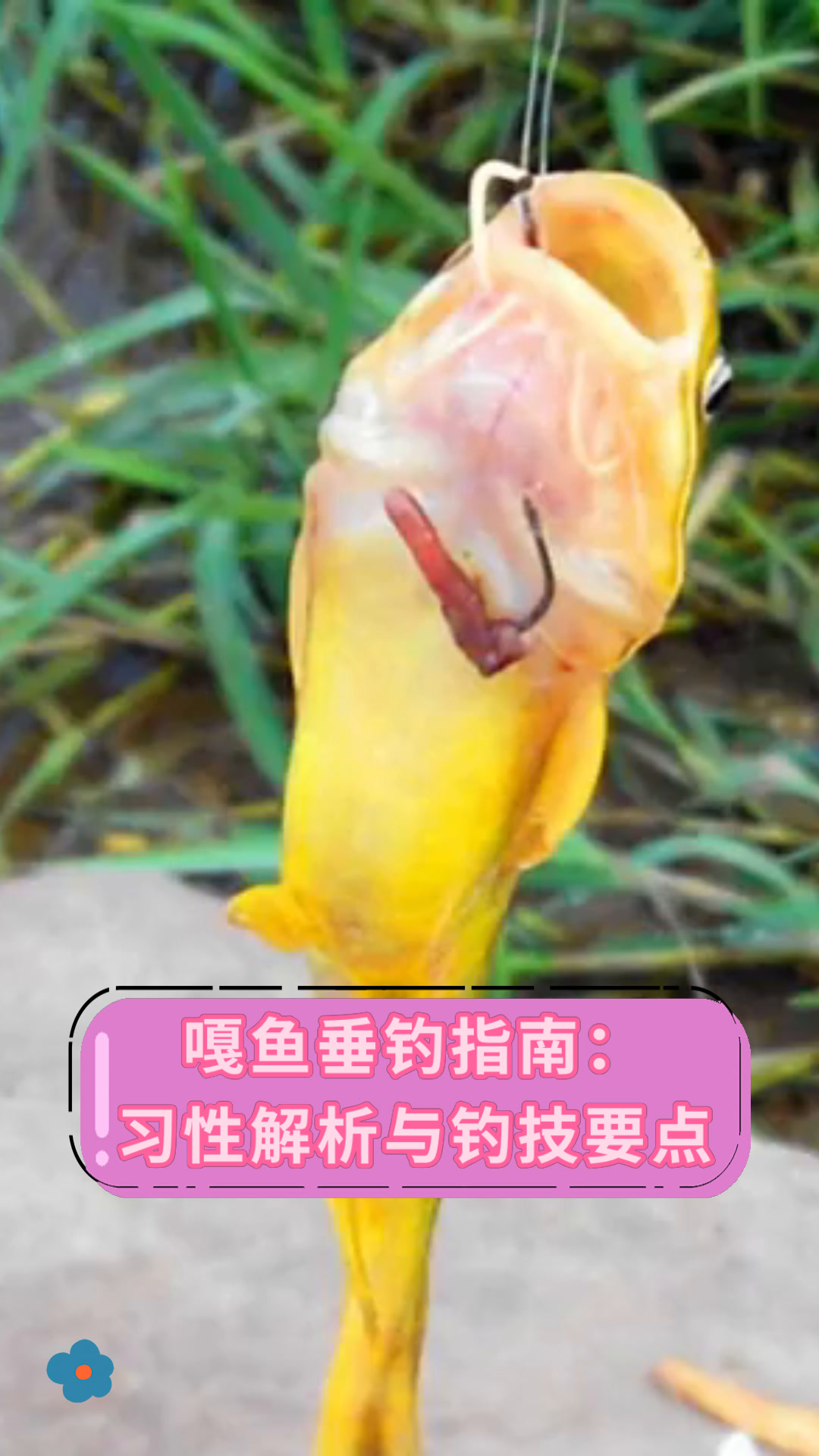 嘎鱼垂钓指南:习性解析与钓技要点