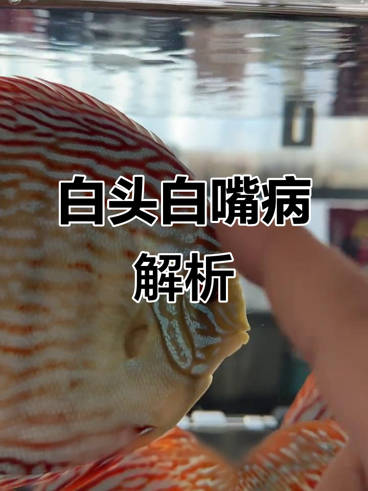 鱼嘴发白溃烂?了解原因及治疗方法