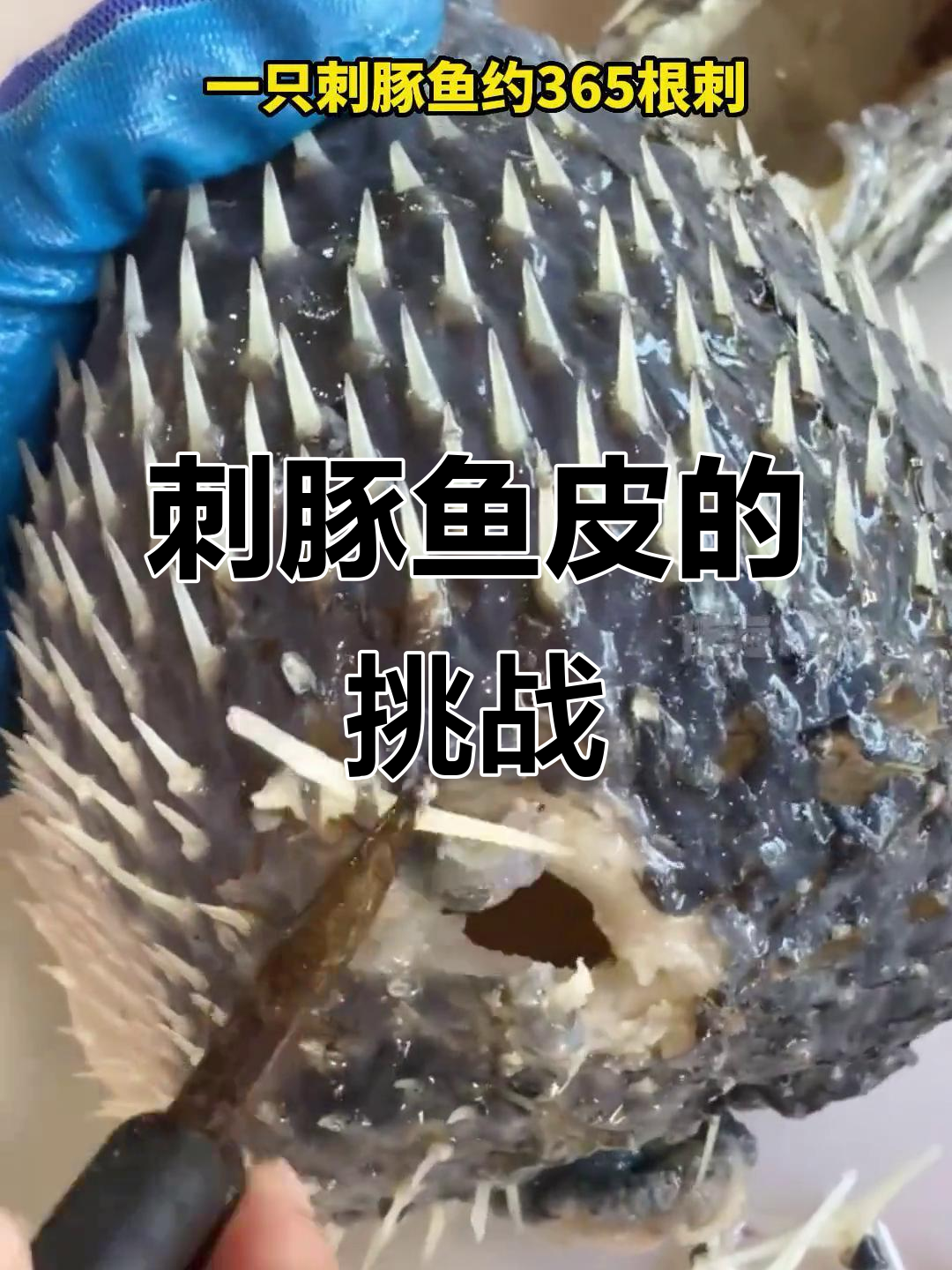 刺豚鱼皮虽美味,但拔刺过程太痛苦!
