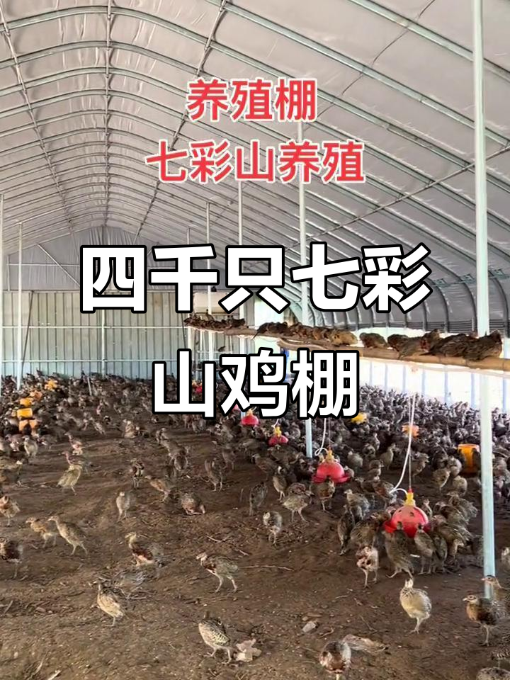 七彩山鸡养殖大棚设计，四千只规模的山鸡棚建造参考
