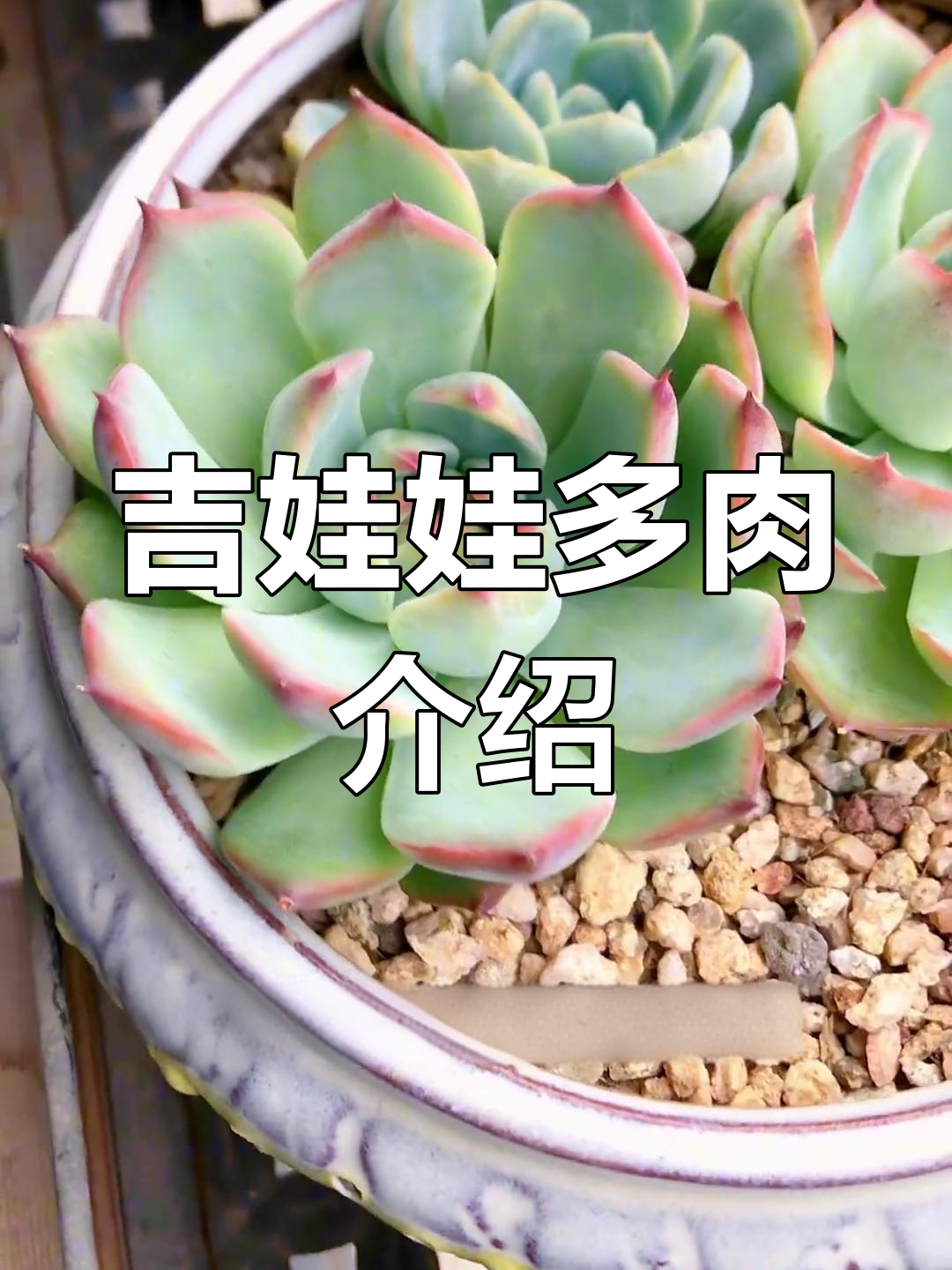 吉娃莲:莲花座多肉,蓝绿白粉变幻无穷