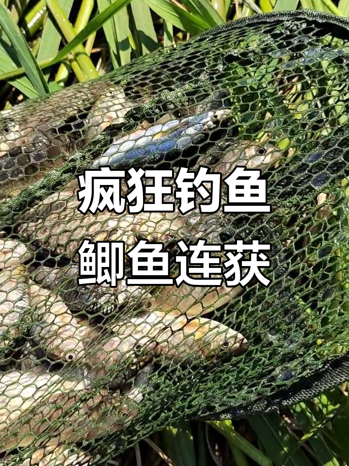 鲫鱼狂躁,六七斤大货连连钓