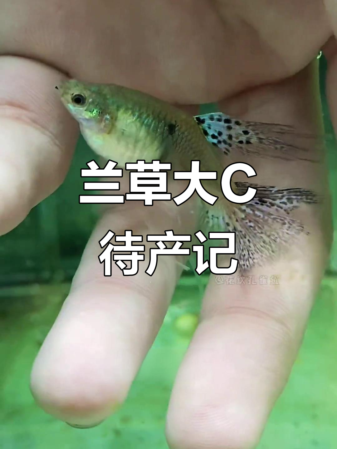高龄产妇兰草大C即将分娩,能否顺利生产?