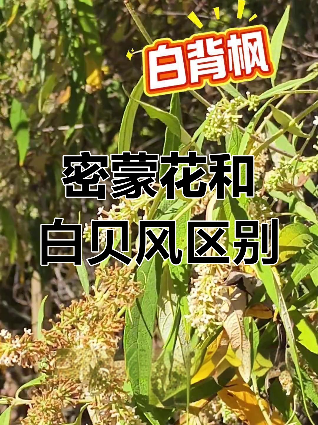 密蒙花与白背枫的区别,你能分辨吗?